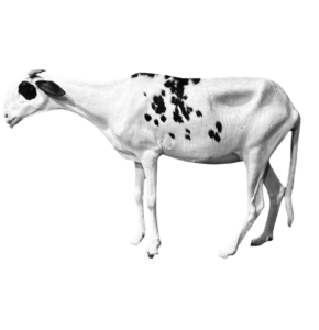 Niebe Fille de Hermes — mouton Ladoum
