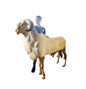 Noblesse fils alou boy — mouton Ladoum