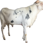 Petit Thiouloul fils de Prefet