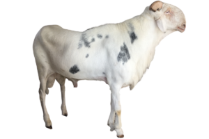 Petit Thiouloul fils de Prefet — mouton Ladoum