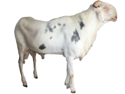 Petit Thiouloul fils de Prefet