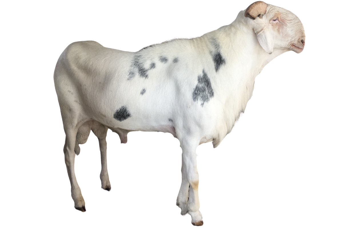 Petit Thiouloul fils de Prefet