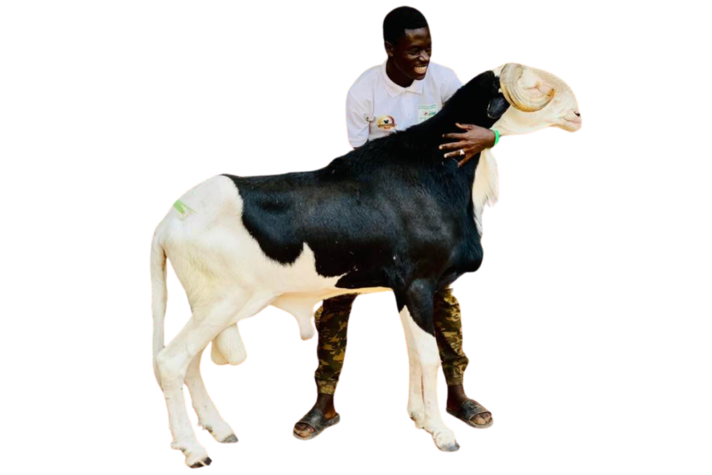 Picasso fils de Saloum