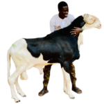 Picasso fils de Saloum