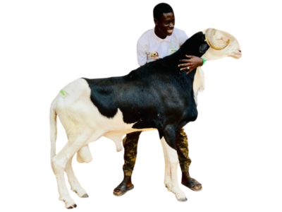 Picasso fils de Saloum