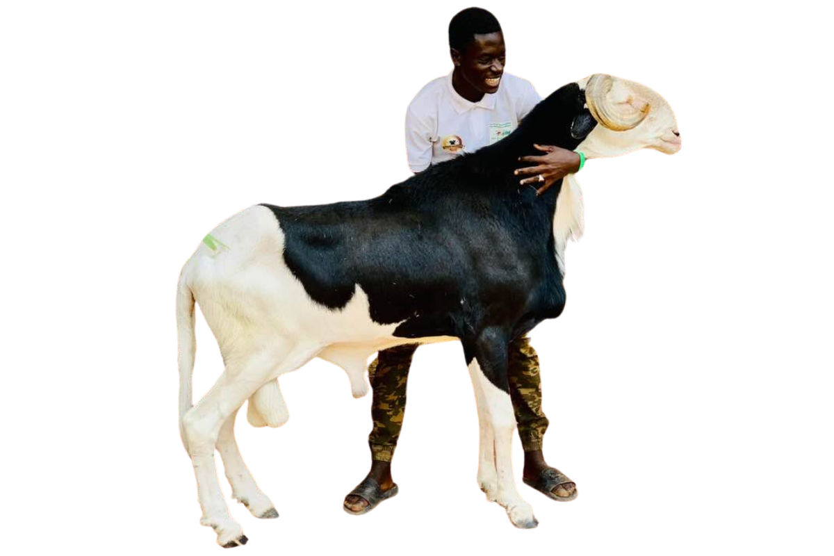 Picasso fils de Saloum Saloum