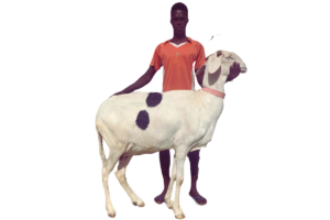 Poupette fille de Commandante — mouton Ladoum