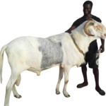 Prefet fils de Saloum