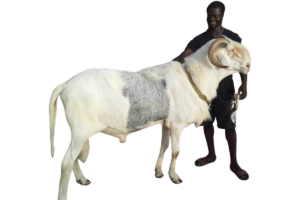 Prefet fils de Saloum — mouton Ladoum