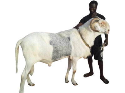 Prefet fils de Saloum