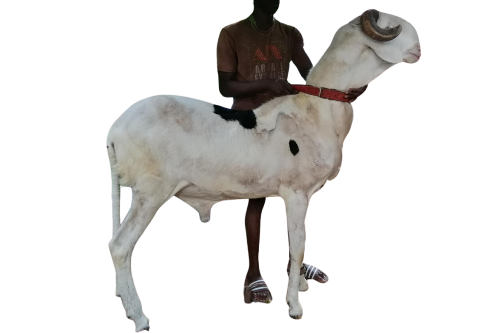 Rasheed fils de Sénateur