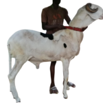 Rasheed fils de Sénateur