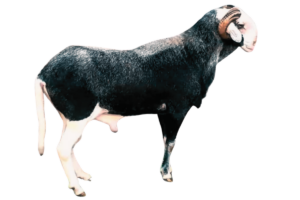 Requin fils de Gainde — mouton Ladoum