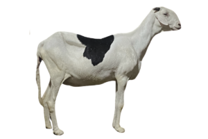 Tissa fille de Sa-thies — mouton Ladoum