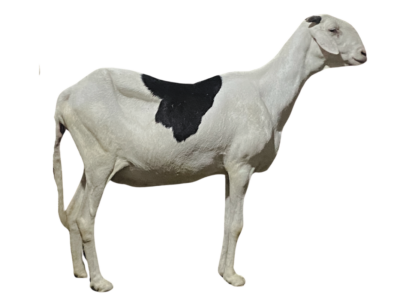 Tissa fille de Sa-thies