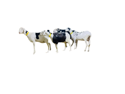 bb aicha fille de tawfekh