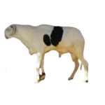 Commandante Fils de Macktoum