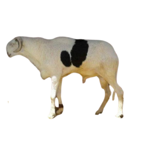 Commandante Fils de Macktoum — mouton Ladoum