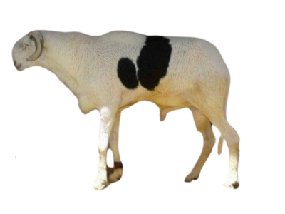 Commandante Fils de Macktoum