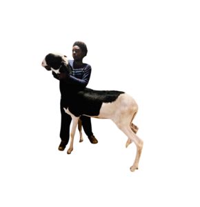 drakkar junior fille de Alou boy — mouton Ladoum