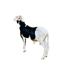 Franklin fils de Napoleon 2 — mouton Ladoum