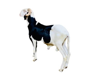 Franklin fils de Napoleon 2