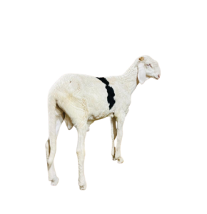 JIM fils de Noblesse — mouton Ladoum
