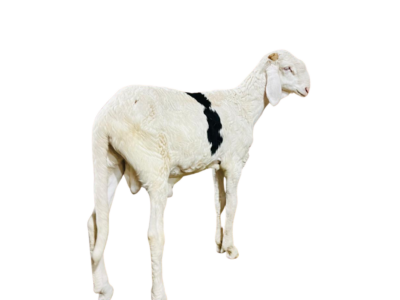 JIM fils de Noblesse