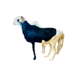 Kaaris fils de Napoleon 2