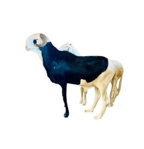 Kaaris fils de Napoleon 2 — mouton Ladoum