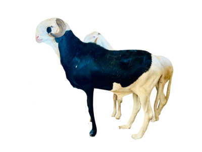 Kaaris fils de Napoleon 2