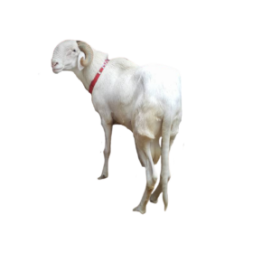 koromak — mouton Ladoum