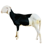 Luna fille de Alou Boy