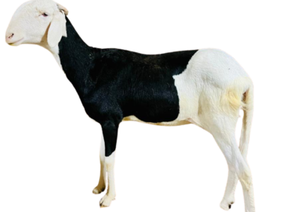 Luna fille de Alou Boy