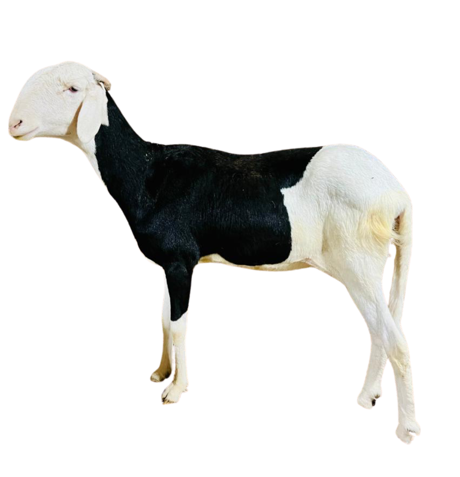 Luna fille de Alou Boy