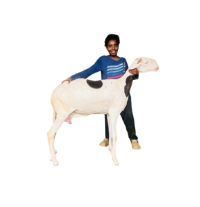 MOUNA fils de Alou Boy — mouton Ladoum