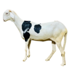 Mya fille de Alou Boy