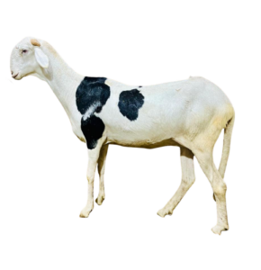 Mya fille de Alou Boy — mouton Ladoum