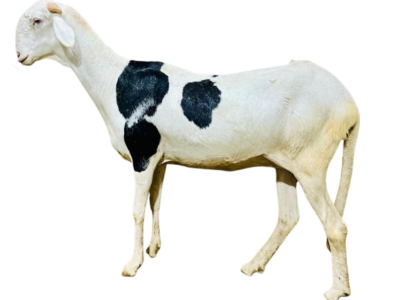 Mya fille de Alou Boy