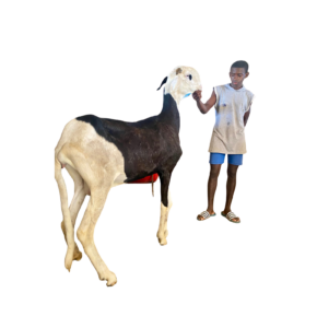 Ness fille de Nguiro — mouton Ladoum