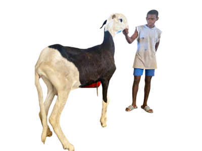 Ness fille de Nguiro