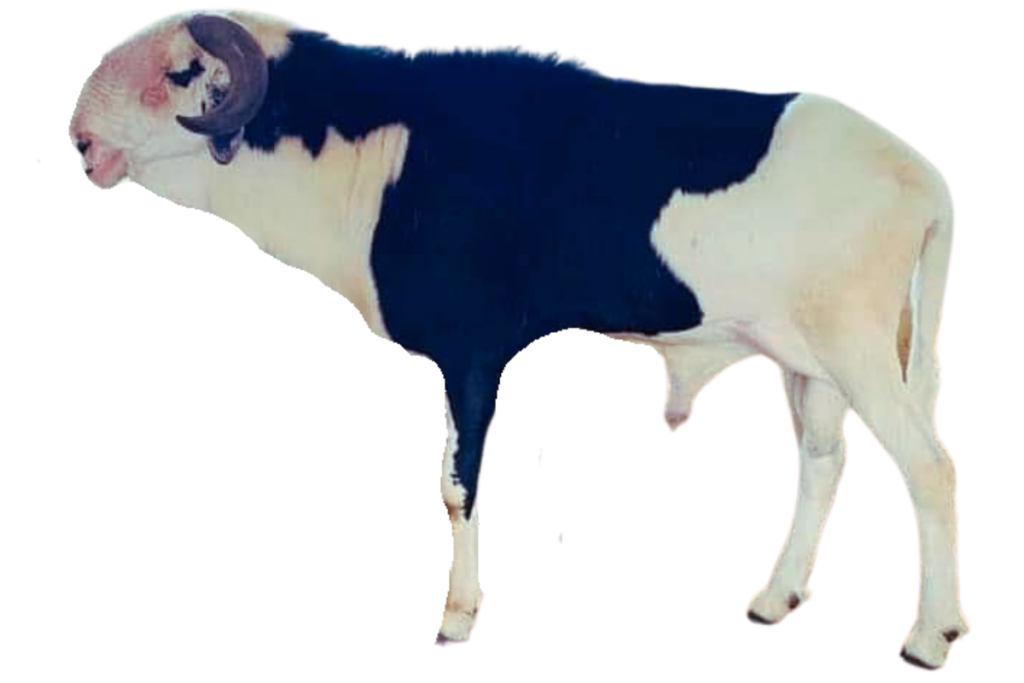 Saloum Saloum fils de Monstre