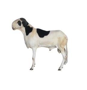 Sidath fils d'Etoile — mouton Ladoum