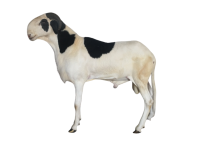 Sidath fils d&rsquo;Etoile