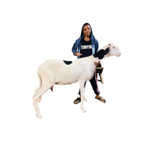 Athena fille de Milky — mouton Ladoum