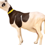 Calvin Cap fille de dactif