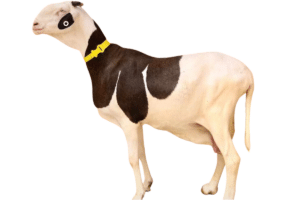 Calvin Cap fille de dactif — mouton Ladoum