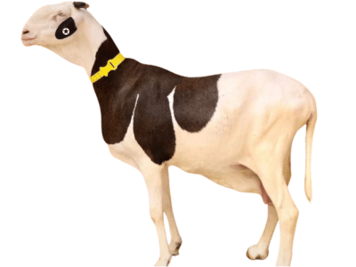 Calvin Cap fille de dactif