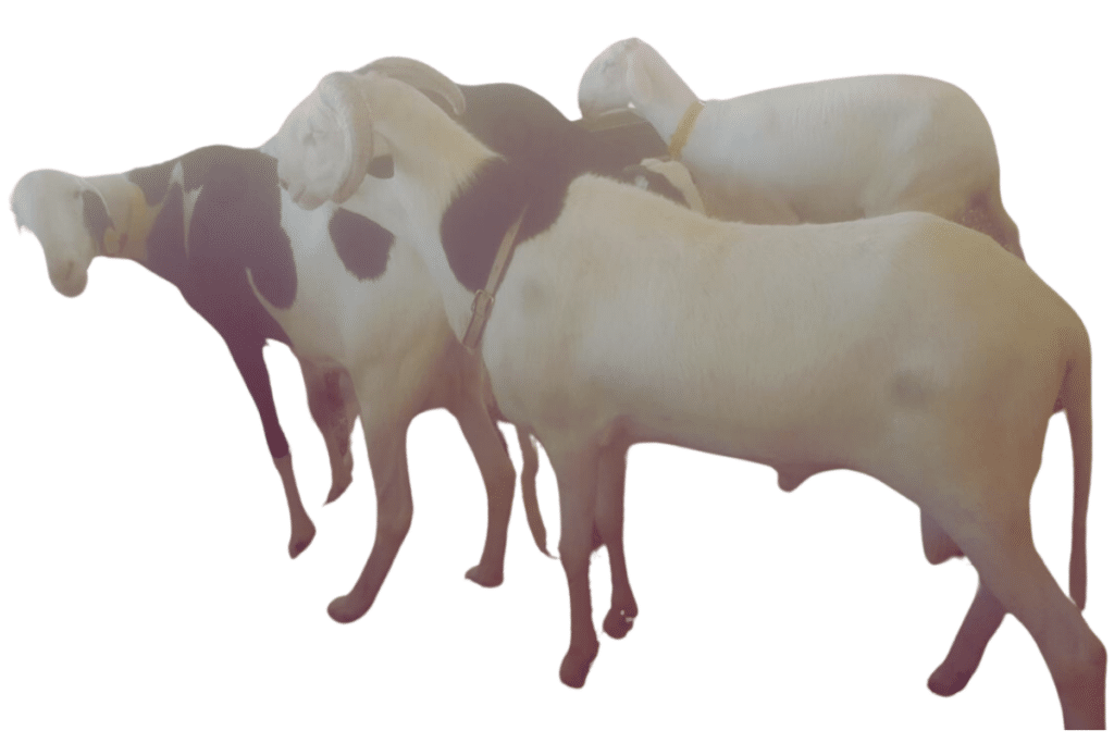 Etoile fils de Soleil