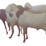 Etoile fils de Soleil